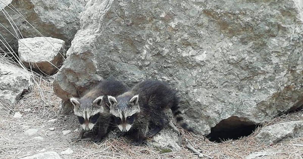 Snake Raccoon Animal welfare: Mallorca raccoon invasion: Snake and lizard alert ...