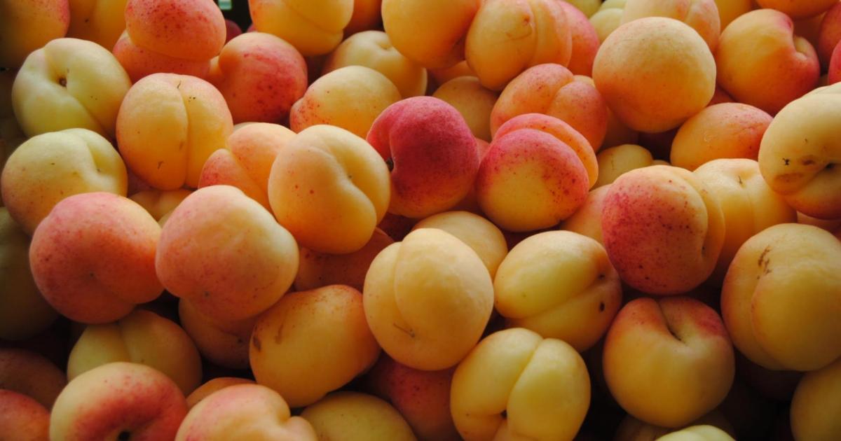 Apricot crop badly hit by the weather