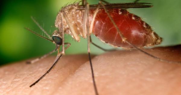 Travel alert: Europe sets new records for mosquito-borne diseases