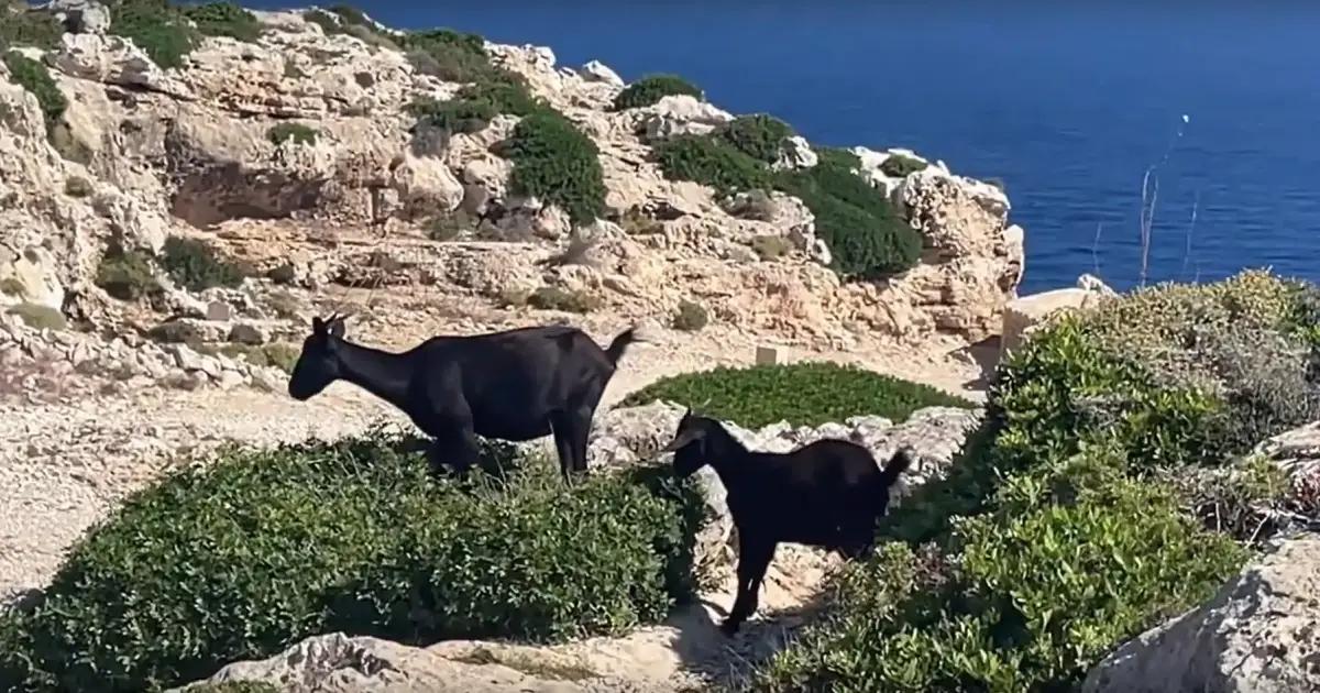Calls to stop shooting goats on Balearic holiday island popular with ...
