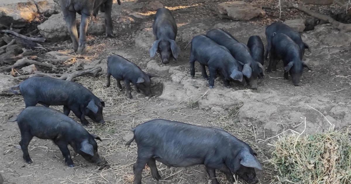 Spain swine flu threat to the price of pork in Mallorca this Christmas, army deployed