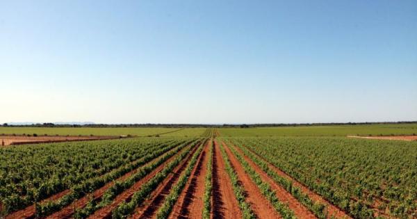 Spain Christmas party faux pas: Mallorca farmers criticise the Vice-President of the Balearic Government for recommending a wine from outside the Balearics