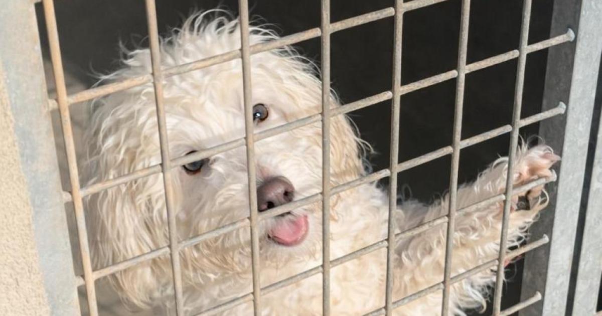 Pup rescued from small boat from Algeria transferred to Mallorca as authorities decide her future