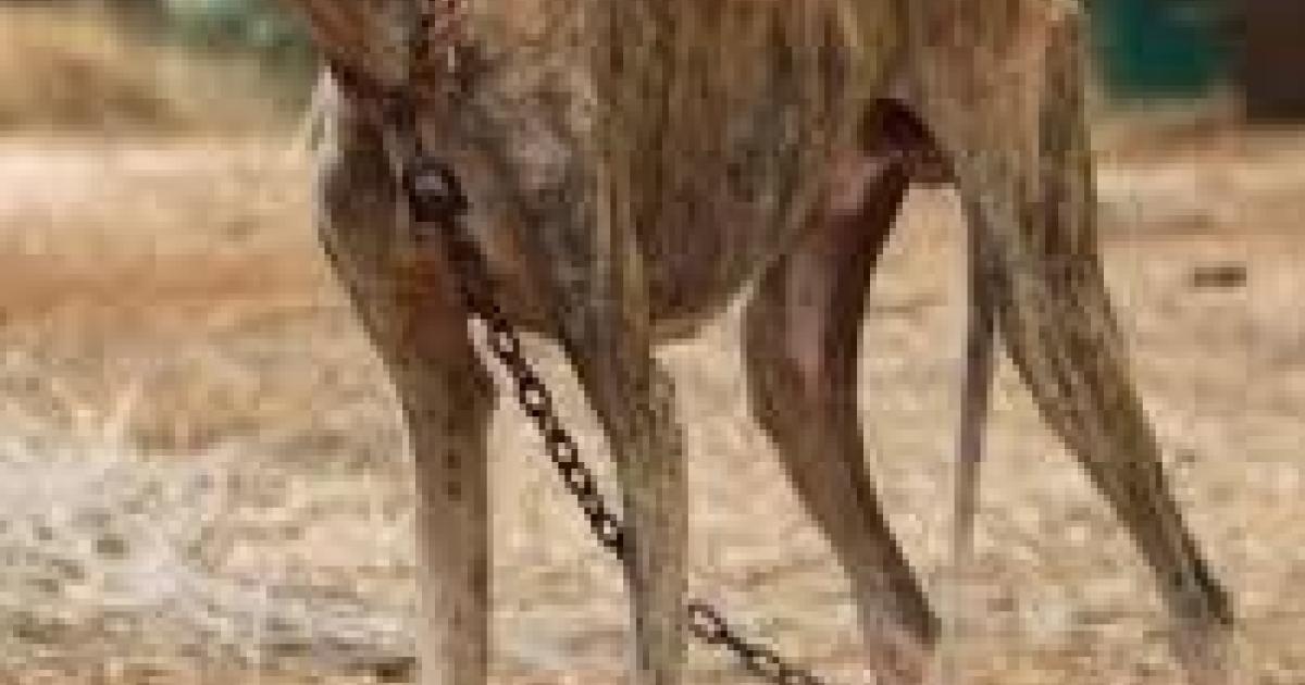 UK-wide protests urge Spain to end cruelty to hunting dogs