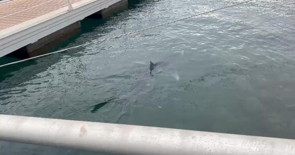 Balearic holiday island shark alert: New record of a great white shark in the Spanish Mediterranean