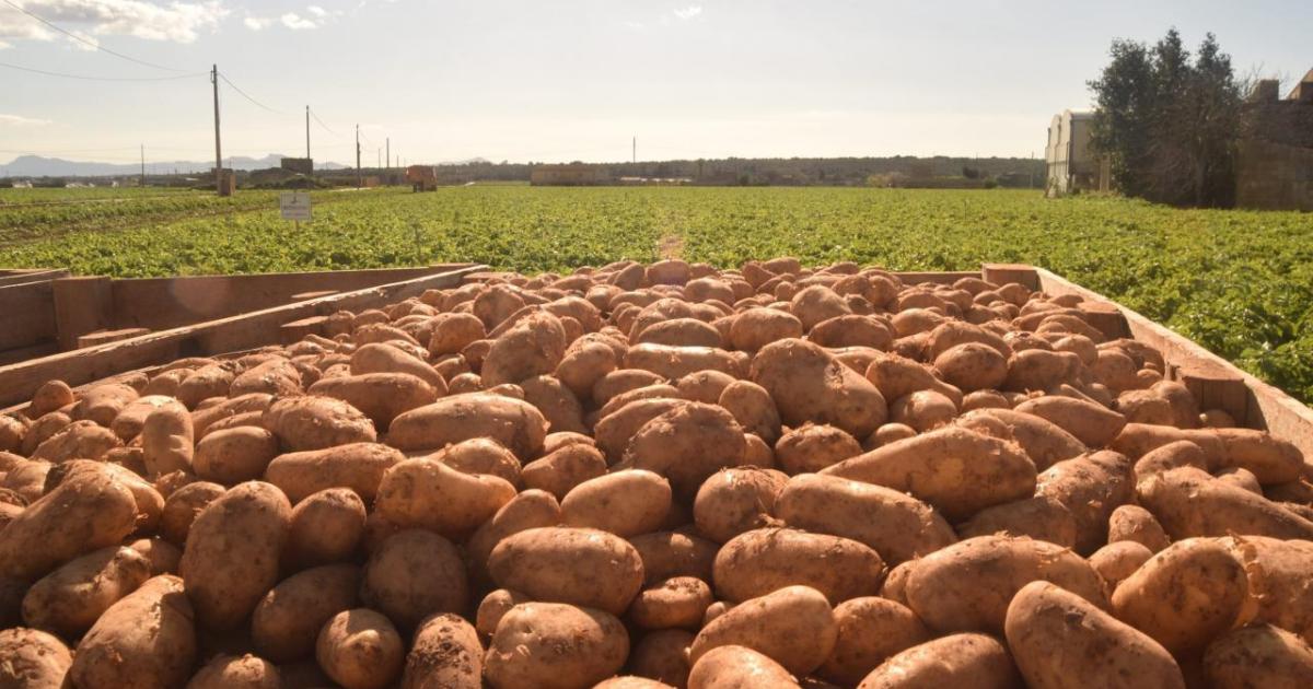 The rain in Spain could mean pain for British shoppers