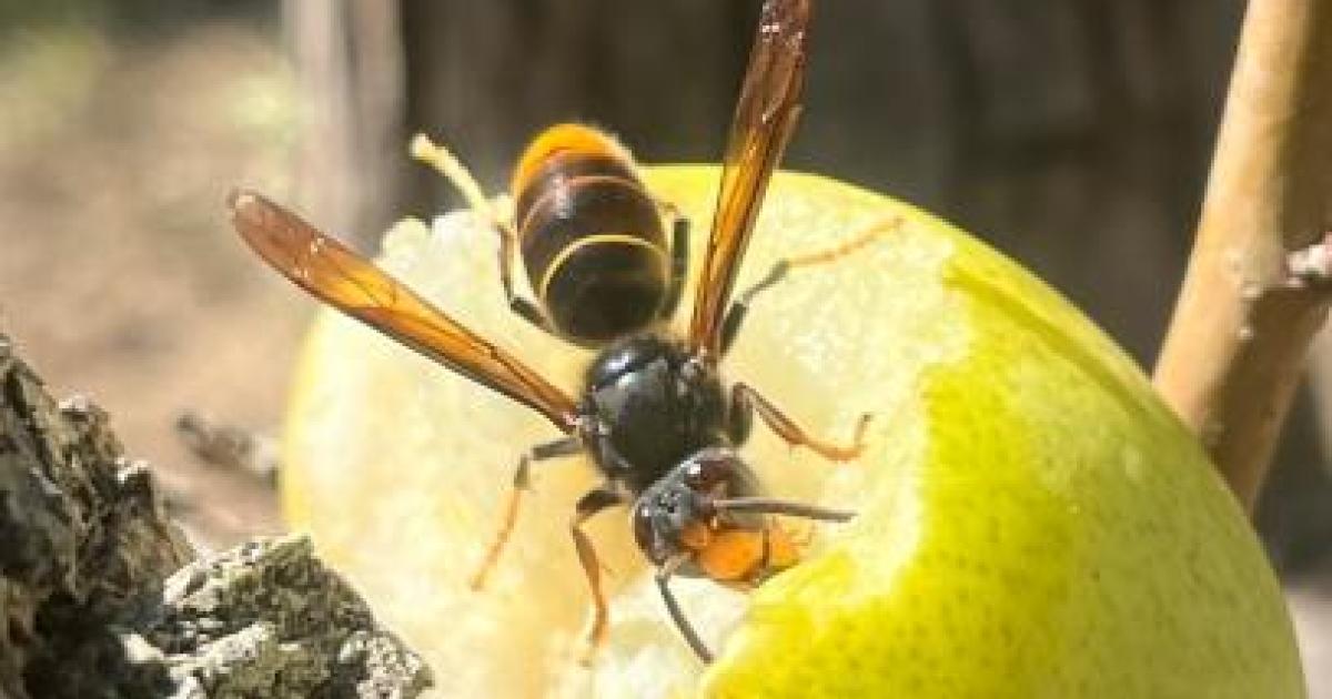 New traps at Palma Port aim to detect deadly invasive hornets before they spread across Mallorca