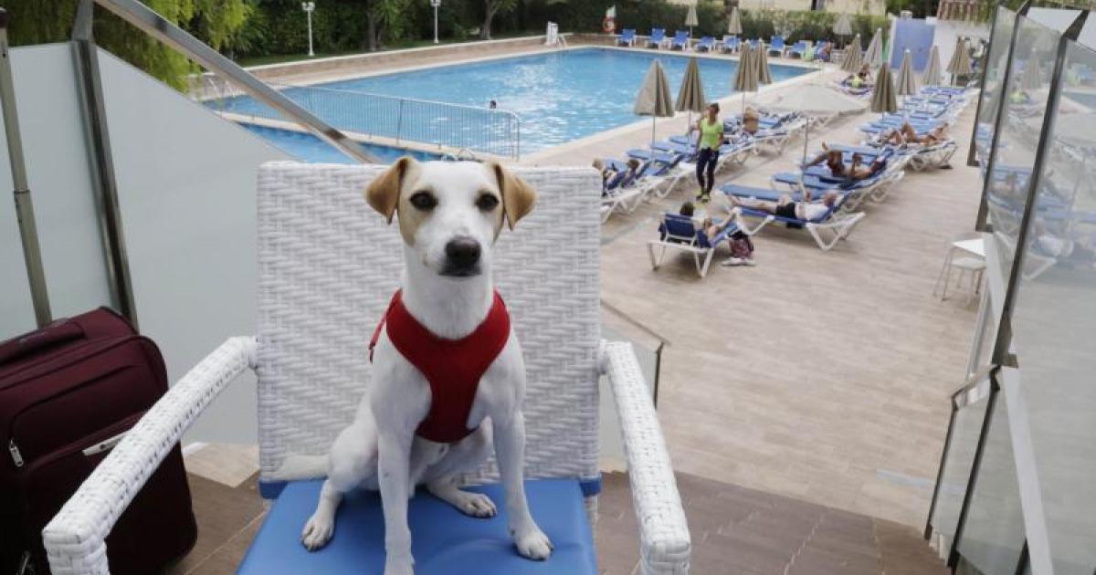 Spain to follow new EU pet travel rules which bark into force later this month: Individual passports must be shown!