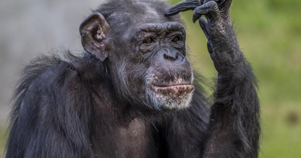 Spain rules no monkey business under new Animal Welfare Law