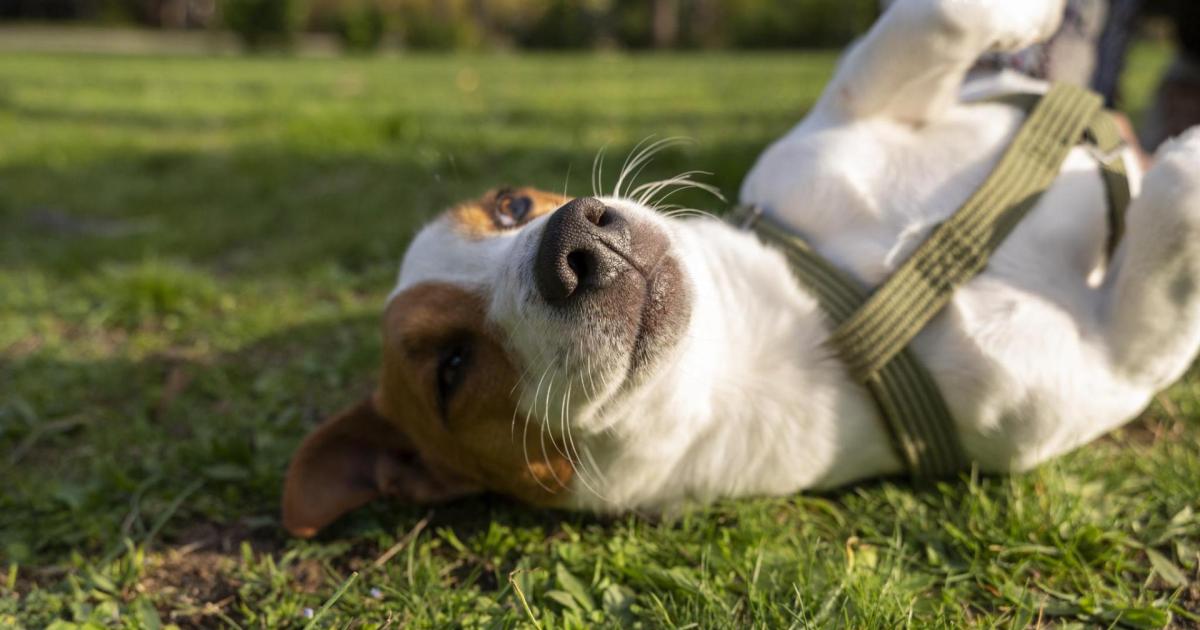 Spain’s compulsory dog owner course could carry fines of up to €10,000 under new animal welfare law