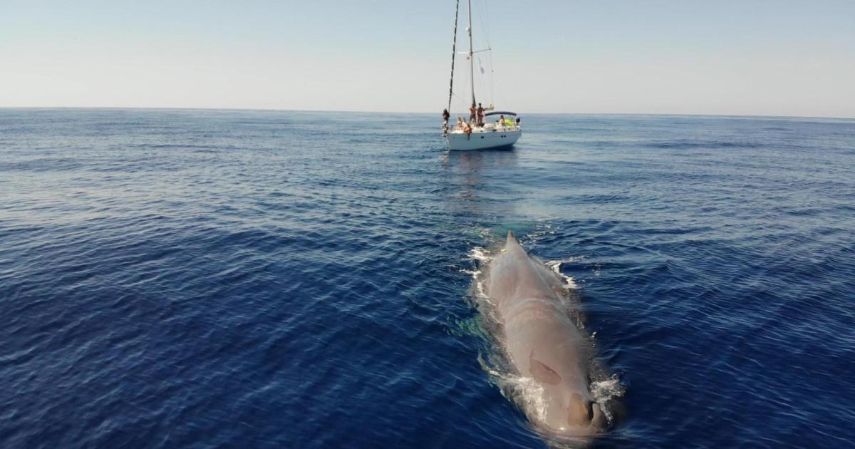 Thermal cameras and artificial intelligence to prevent whale collisions in the Balearics