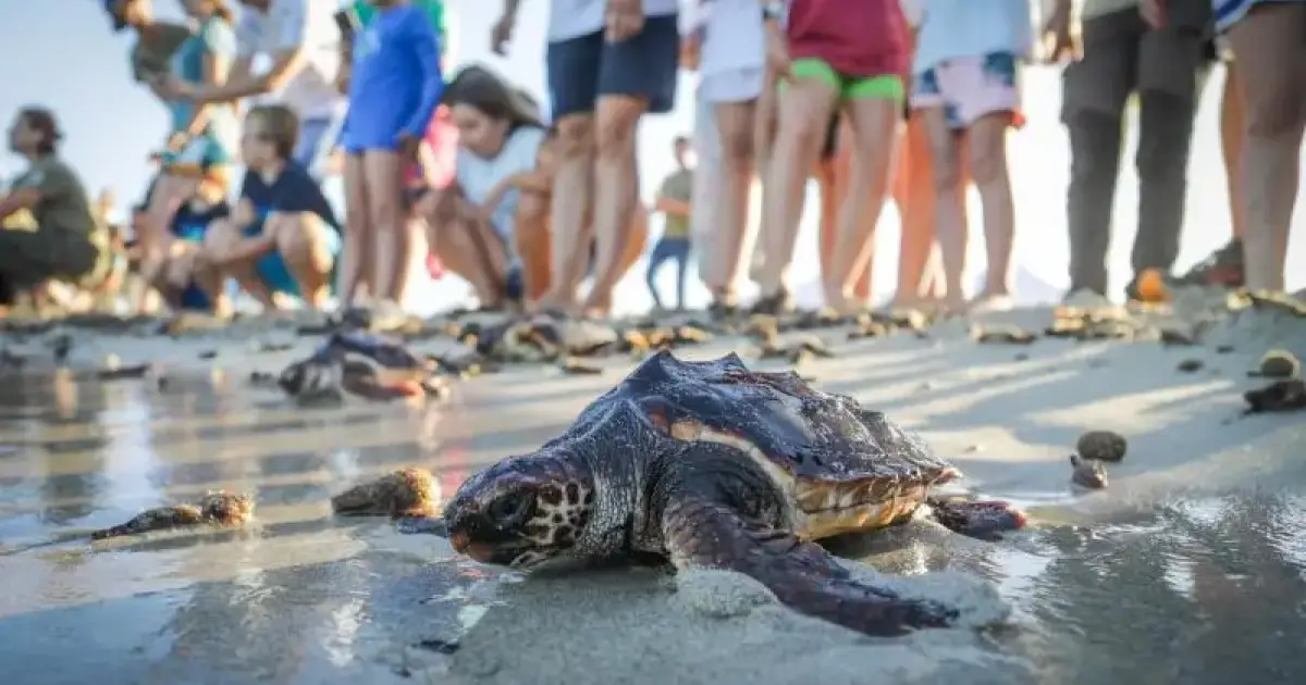 Balearics joins more than 100 Spanish coastal regions in the Oceanogràfic’s ‘Here We Save Turtles’ campaign this summer