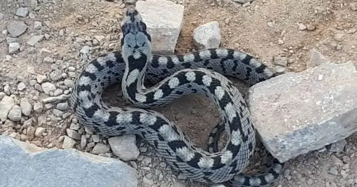 Snake sightings in Mallorca increase as Balearic Government publishes identification guide
