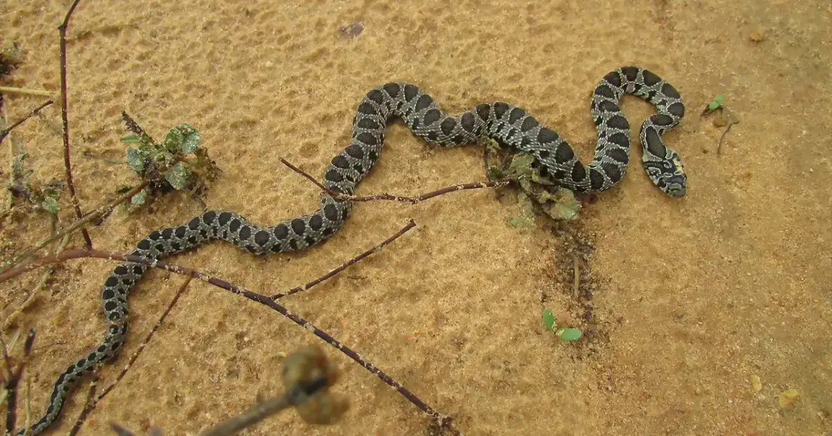 Mallorca snake warning: Public places being closed