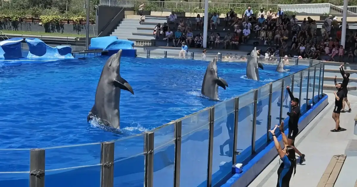 Sentenced for breaking into Mallorca's Marineland and entering the dolphins' pool