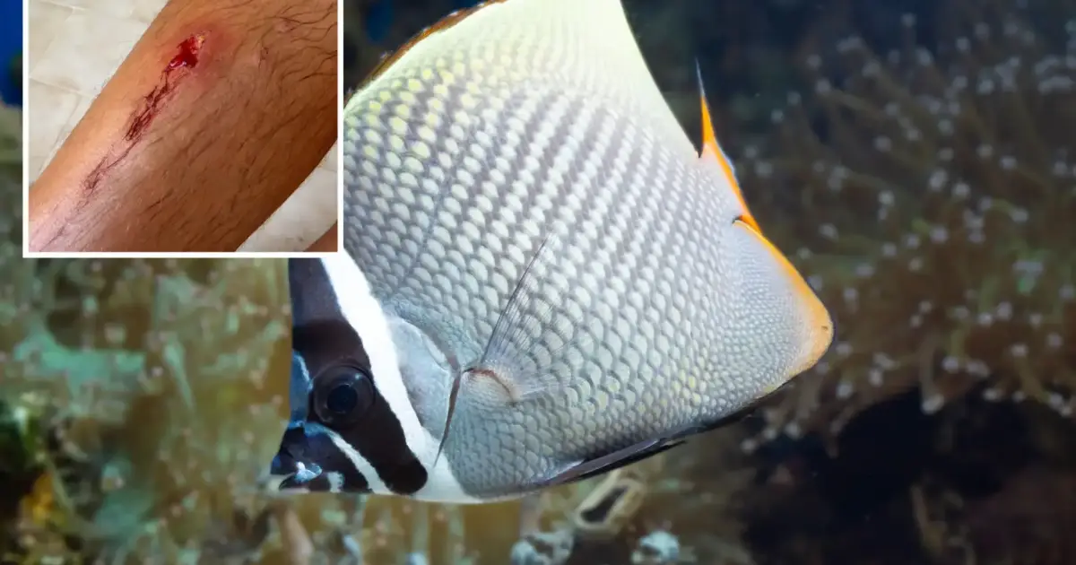 Fish repeatedly bite swimmers at Mallorca beach, bathers report