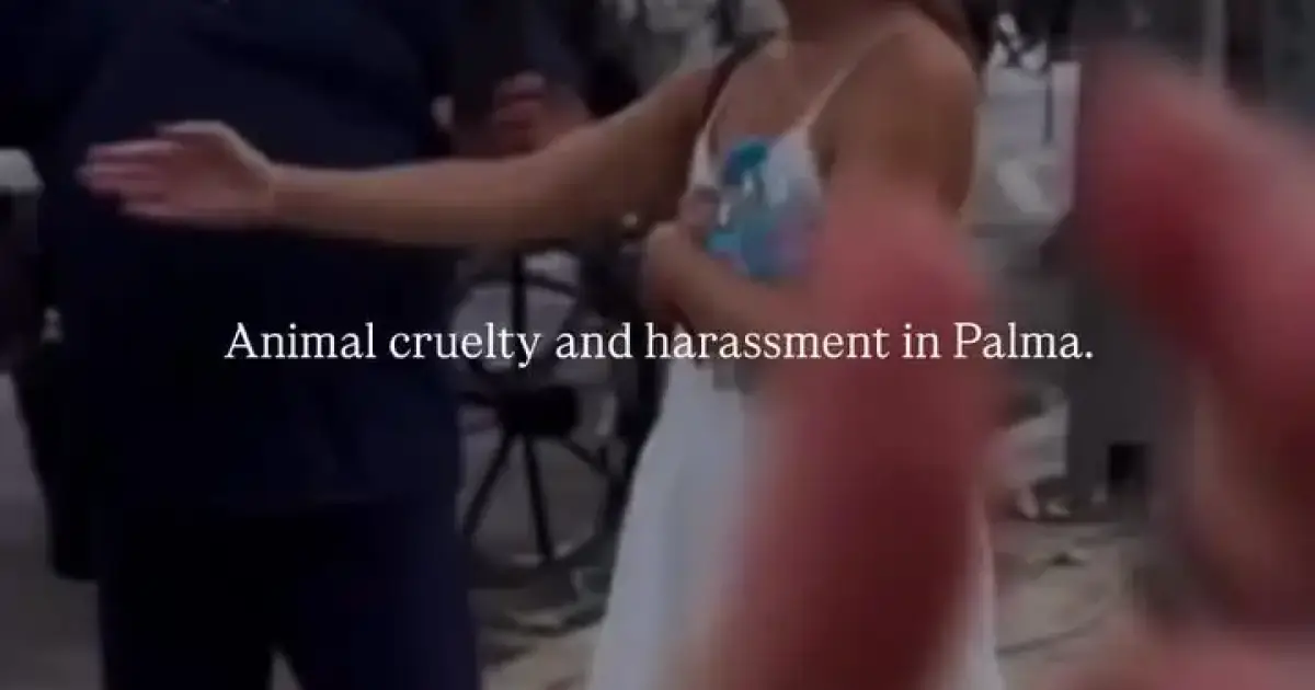 Palma Town Hall investigating incident involving a horse-carriage driver and a tourist