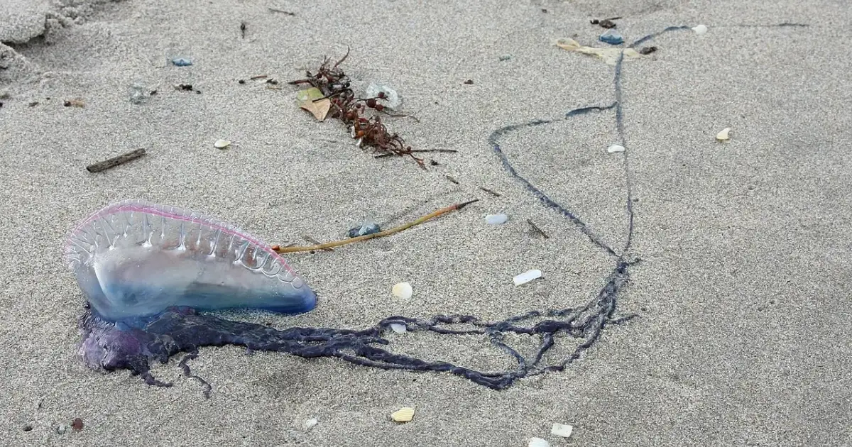Balearic holiday island prepares for invasion of potentially fatal Portuguese man-of-war jellyfish