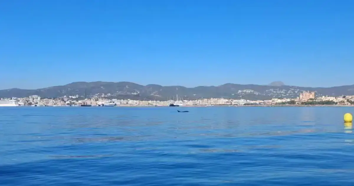 Beautiful weather, beautiful sea, beautiful Palma and a beautiful sight