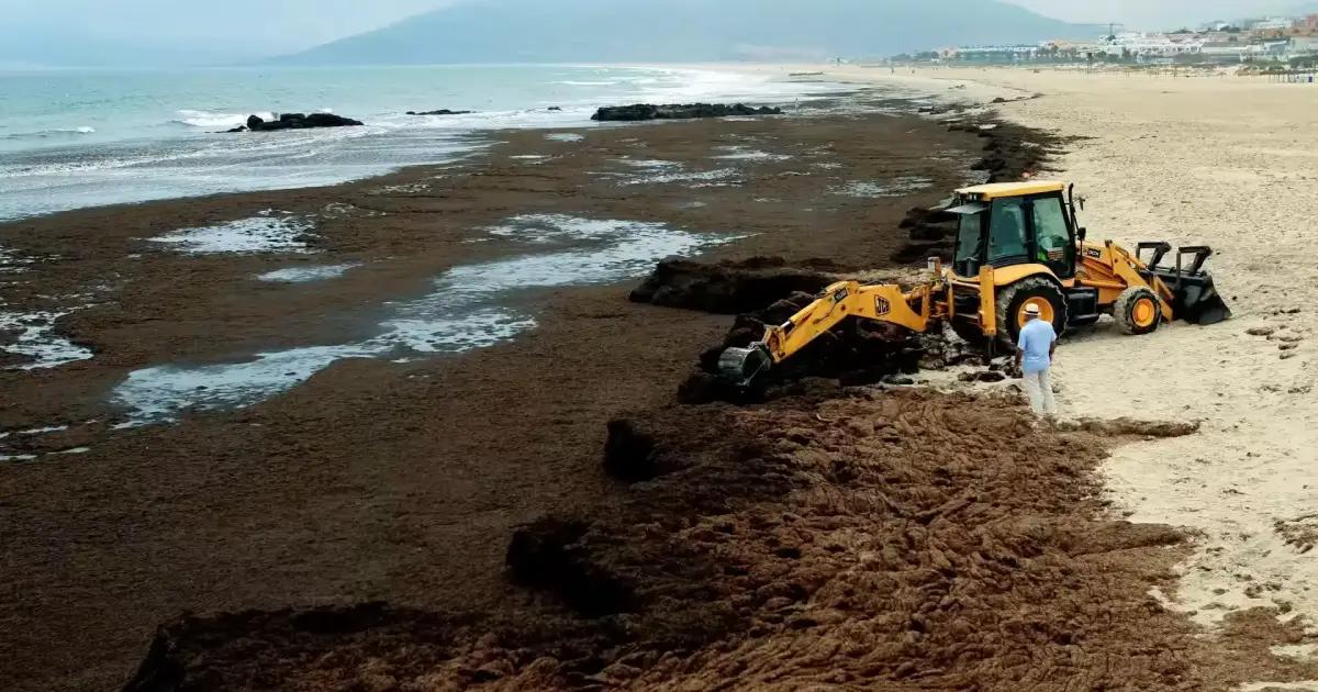 The threat of 'Asian seaweed' to Mallorca's beaches