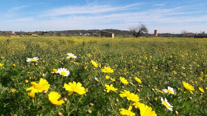 Spring weather in Mallorca